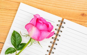 A beautiful pink rose lies on a notepad on the table