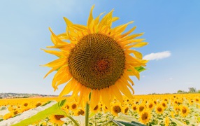 Цветущий подсолнух под голубым небом