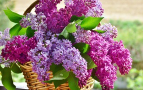 Букет красивой сирени в корзине