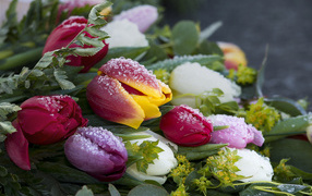 Букет нежных тюльпанов покрыт инеем