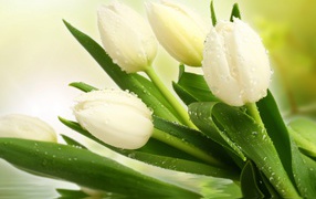Букет нежных белых тюльпанов в воде