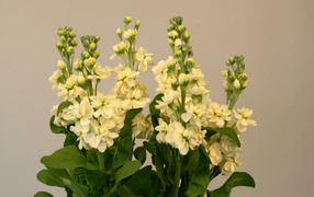 Букет белых цветов левкой 