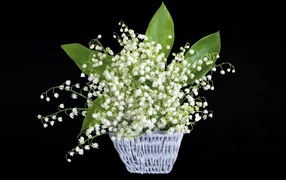 A bouquet of white lilies of the valley in a basket on a black background