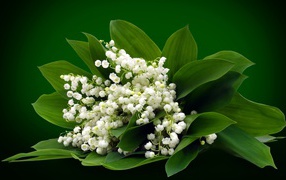 Букет белых ландышей на зеленом фоне