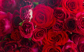 Много красных роз крупным планом