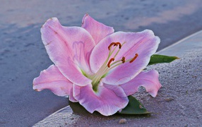 Розовая лилия на песке