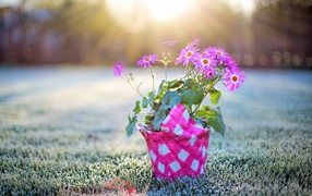 Горшок с розовыми цветами стоит на покрытой инеем траве на рассвете