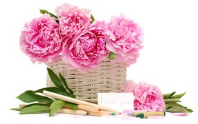 Корзина розовых пионов с карандашами на белом фоне