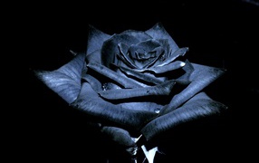 Красивая черная роза