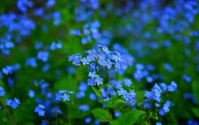 Красивые голубые маленькие цветы незабудки