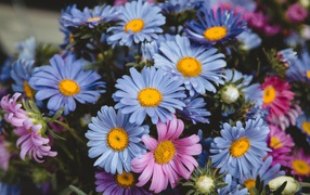 Красивый букет разноцветных астр