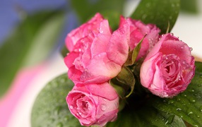 Красивый букет розовых роз в каплях воды крупным планом