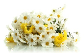 Красивый букет желтых и белых хризантем на белом фоне