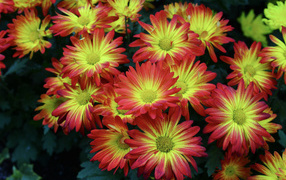 Красивые яркие осенние цветы хризантемы