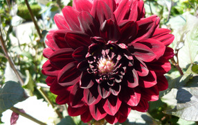 Красивая бордовый цветок георгина крупным планом