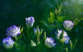 Красивые нежные цветы эустома