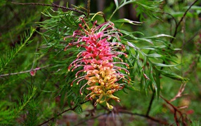 Красивый экзотический цветок Гревиллея