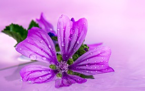 Красивый сиреневый цветок в каплях воды