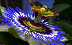 Красивый сиреневый цветок Пассифлора крупным планом