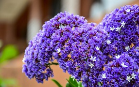 Красивые сиреневые цветы крупным планом