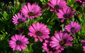 Красивые сиреневые цветы цинерария 