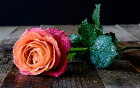 Красивый разноцветный цветок розы в каплях росы на столе