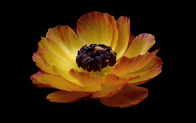 Красивый оранжевый лютик на черном фоне