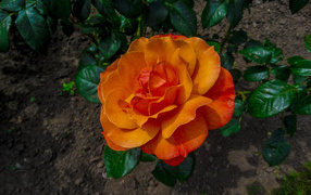 Красивая оранжевая роза на клумбе вид сверху