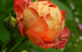 Красивая оранжевая роза с бутоном 