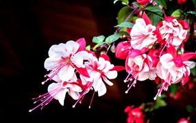 Красивые розово-белые цветы фуксия