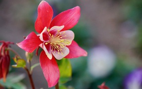 Красивый розовый цветок водосбор крупным планом