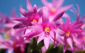 Красивые розовые цветы комнатного цветка декабрист