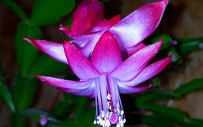 Красивый розовый комнатный цветок декабрист