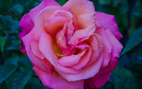 Розовая садовая красивая роза крупным планом