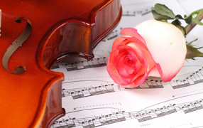 Красивая розовая роза на нотах со скрипкой