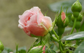 Красивая розовая роза с бутонами под дождем