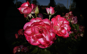 Красивые розовые розы с бутонами на клумбе 