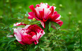 Красивые розовые с белым пионы 