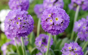 Красивые фиолетовые цветы первоцвет мелкозубчатый