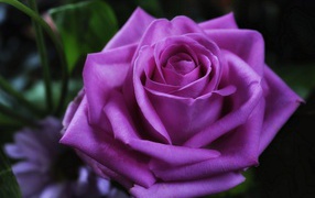 Красивая фиолетовая роза крупным планом