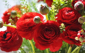 Красивые красные лютики крупным планом 