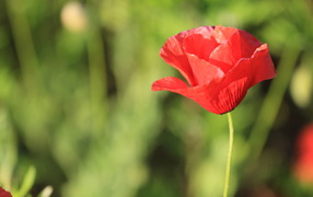 Красивый красный полевой мак крупным планом 