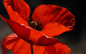 Красивый красный мак в лучах солнца крупным планом