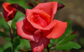 Красивый цветок розы с бутонами крупным планом
