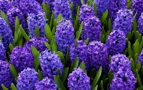 Красивые весенние голубые цветы гиацинты