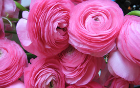 Красивые нежные розовые лютики крупным планом