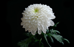 Красивая нежная белая хризантема на черном фоне