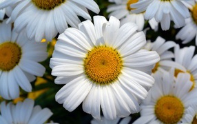 Beautiful white daisies with yellow centers close-up