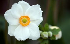 Beautiful white gentle anemone flower close-up