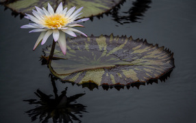 Красивый белый цветок водяной лилии в воде 